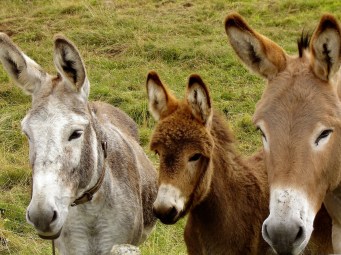 donkeys-218069_1920