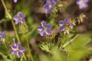geranium-3624945_1920