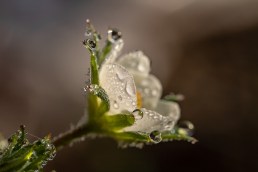 raindrop-3402550_1920